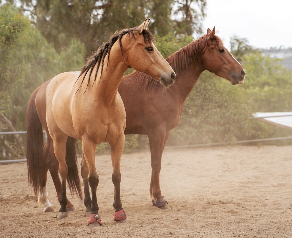 Horse Training and Exercising